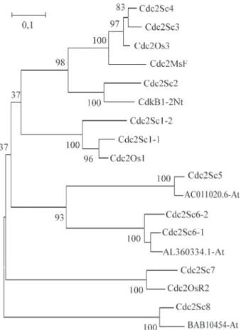 Figure 2 - Phylogenetic analysis of CDC2-related proteins from sugar- sugar-cane. Deduced peptide sequences from sugarcane ESTs were aligned with representative Cdc2p family members from Arabidopsis (At, AC011020.6; AL360334.1; BAB10454), tobacco (CdkB1-2N