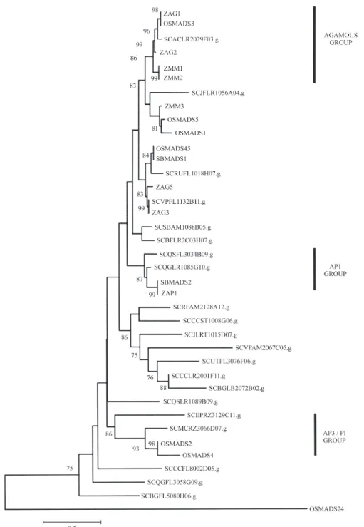 Figure 2 - Phylogenetic relationships among grass MADS-box transcription factors. The most parsimonious consensus tree had its branches scaled to the corresponding genetic distances