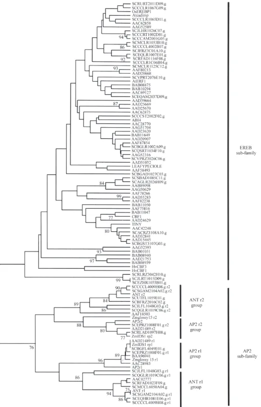 Figure 4 - Phylogenetic relationships of the sugarcane AP2 transcription factors and their putative homologues from Arabidopsis