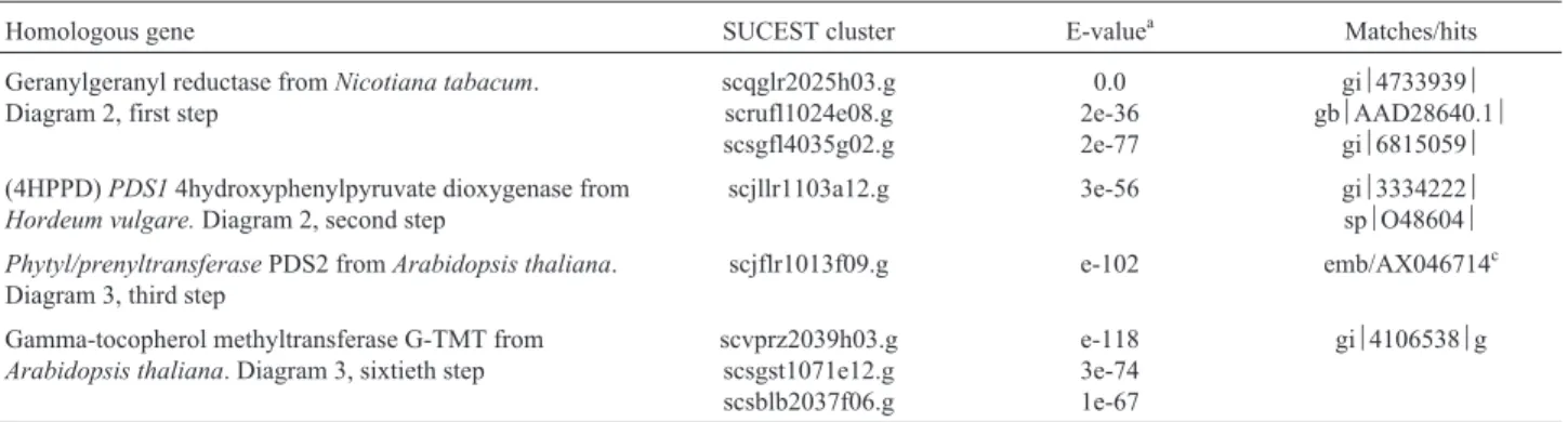 Table V - Homologues of the sugarcane alpha tocopherol biosynthetic pathway.