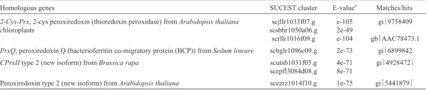 Table VIII - Peroxiredoxin homologues in sugarcane.