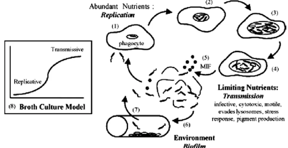 Figure 1 - The life cycle of Lp. 