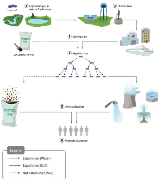 Figure 2 - Route of Legionella dissemination from natural waters to human exposure. Legionella from  freshwater sources (1) is distributed at low concentrations from points of water purification (2) to colonize  downstream  local  plumbing  networks  and  