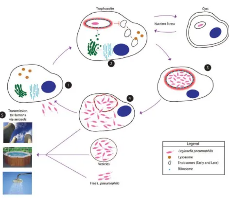 Figure 6 - The environmental life cycle of Lp within protozoa. 