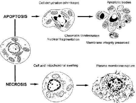 Figure  7  –  Morphological  and  biochemical  changes  that  occur  during  apoptosis  and  necrosis