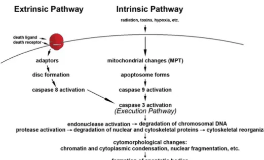 Figure 8 - The two main apoptotic signalling pathways. Apoptosis can be initiated by two alternative  pathways: either through death receptors on the cell surface (extrinsic pathway) or through mitochondria  (intrinsic  pathway)
