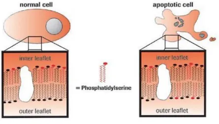 Figure 9 – Phosphatidylserine exposure during apoptosis. During apoptosis, the distribution of neutral  phospholipids (black symbols) and anionic phospholipids such as PS (red symbols) in the cell membrane  changes