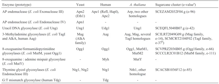Table II - Base excision repair related proteins and their homologues in different organisms.
