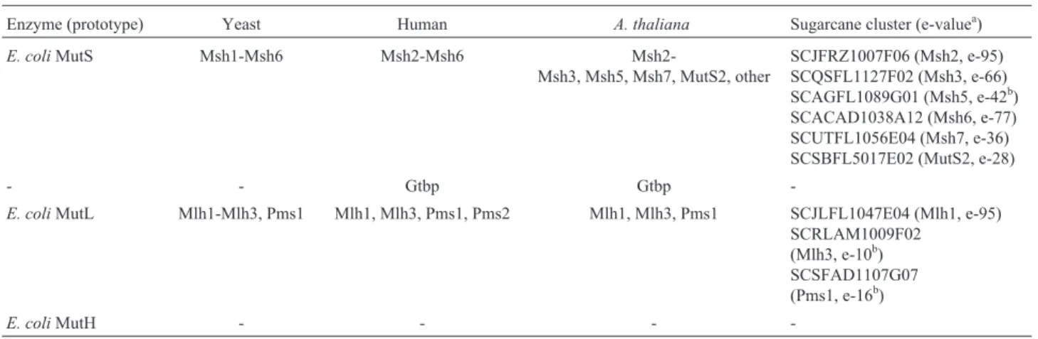 Table IV - Mismatch repair proteins of Escherichia coli and their homologues in different organisms.