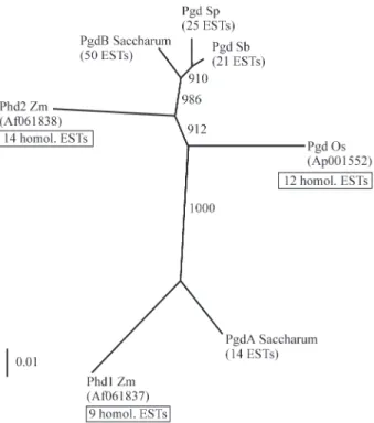 Figure 2 - Neighbor-joining tree of Pgds in grasses. The tree was con- con-structed over the alignment of the 759 bp coding region, cumulating 395 bp from the 5end and 364 bp from the 3 end