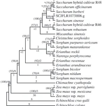 Figure 1 - One of the 33 most-parsimonious trees resulted from the parsi- parsi-mony analysis (re-weighting using a rescaled consistency index (RCI)) of 154 informative sites from ITS1-5.8S-ITS2 of 24 Poaceae sequences.