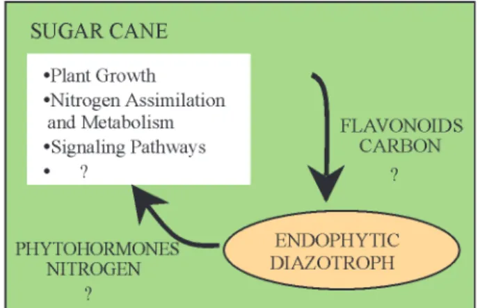 Figure 2 - BNF in sugarcane. Hypothetical model for the sugarcane mo- mo-lecular mechanisms involved in the association with endophytic  dia-zotrophs.