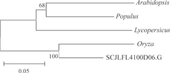 Figure 2 - Unrooted dendrogram of ferulate-5-hydroxylase (F5H) sequen- sequen-ces. The relationships were calculated using MEGA (p distance,  neigh-bor-joining method and the bootstrap test with 1000 replications, complete deletions)