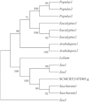 Table I - Sugarcane expressed sequence tag (EST) from the SUCEST database related to enzymes involved in lignin biosynthesis pathways.