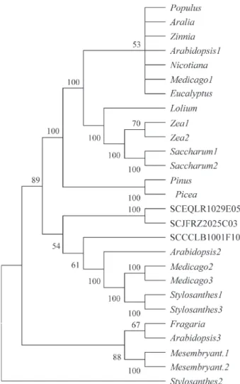 Figure 6 - Unrooted dendrogram of Cinnamyl alcohol dehydrogenase (CAD) sequences. Bootstrap consensus tree was constructed using MEGA (p distance, neighbor-joining method and bootstrap test with 1000  replica-tions, complete deletions)