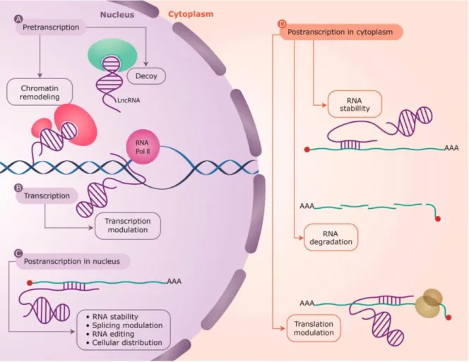 Figure 1.5. Antisense lncRNA-mediated regulatory mechanisms found at every level of gene regulation
