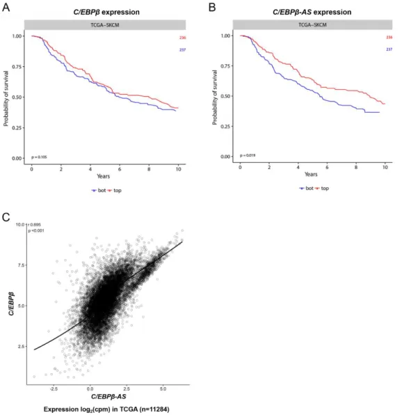 Figure 1.7. C/EBPβ and C/EBPβ-AS in melanoma. 