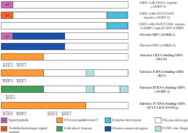 Figure 1 - Schematic representation of the primary structure of plant glycine-rich proteins.