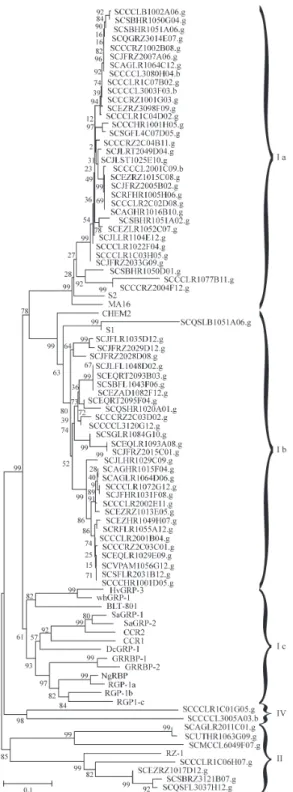 Figure 3 - Unrooted dendrogram of RNA-binding glycine-rich protein se- se-quences. The relationships were calculated using MEGA (p distance, neighbor-joining method and bootstrap test with 5000 replications,  pair-wise deletions)