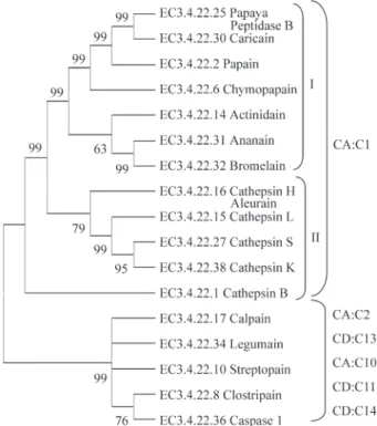 Figure 1 - A phylogenetic unrooted tree of standard members of the cysteine proteinases E.C.3.4.22 sub-sub-class