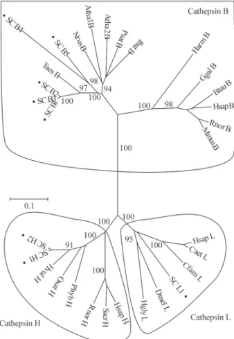 Figure 2 - Phylogenetic unrooted tree of cathepsins B, H and L. The tree was constructed using Neighbor-joining and pair-wise deletion  parame-ters, with an internal branch test with 5000 replications