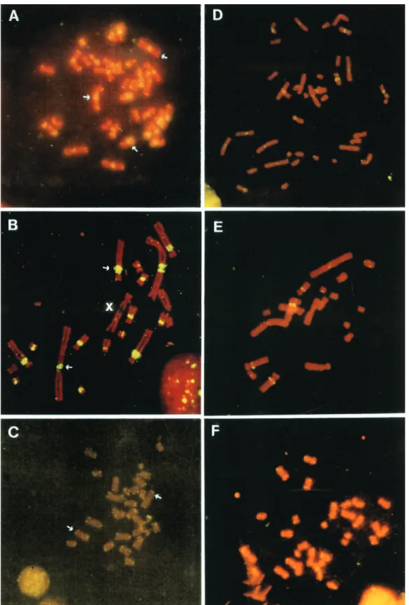 Figure 1 - Localization of the telomeric repeat (TTAGGG) n in E. glaucinus (A and D), C