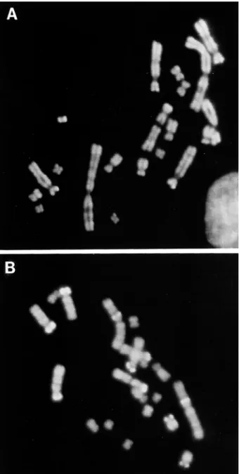 Figure 3 - Pattern of DAPI coloration in chromosomes of C. perspicillata, before (A) and after (B) Alu I digestion.