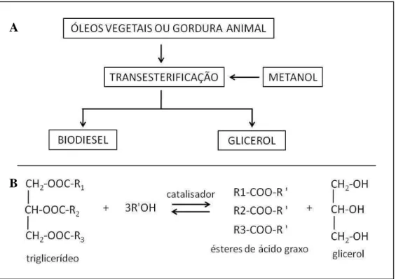 Figura 1. A. Seqüência de produção do biodiesel pelo processo de transesterificação; B
