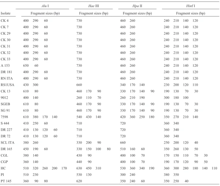 Figure 2 - Gel electrophoresis of the amplified rDNA internal transcribed sequence (ITS) region of 26 ectomycorrhizal fungal isolates digested with the Alu I restriction enzyme