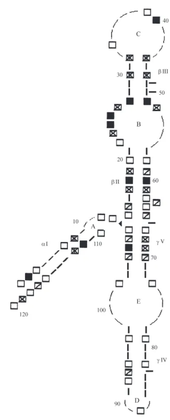 Table II - Location and frequency of G and C clusters in aquatic and terrestrial deuterostomes.