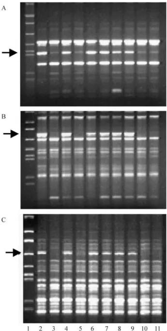 Figure 1a and 1b show the two polymorphic DNA bands which distinguished the contrasting bulks from the PB cross