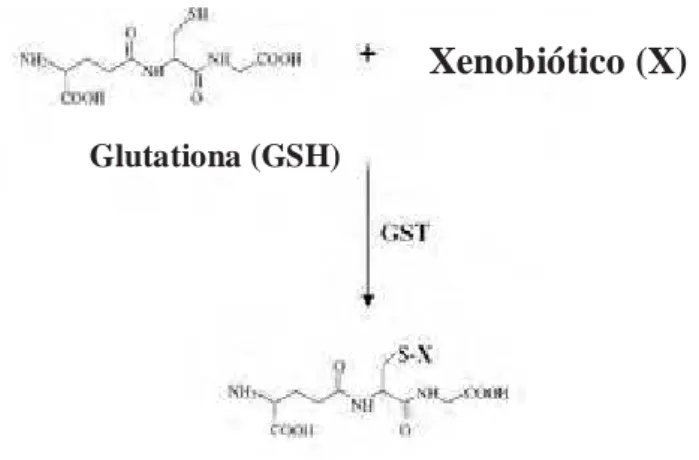 Figura 2: Esquema da reação enzimática catalisada pela Glutationa S Transferase.  Adaptado  de TOWNSEND e TEW, 2003 