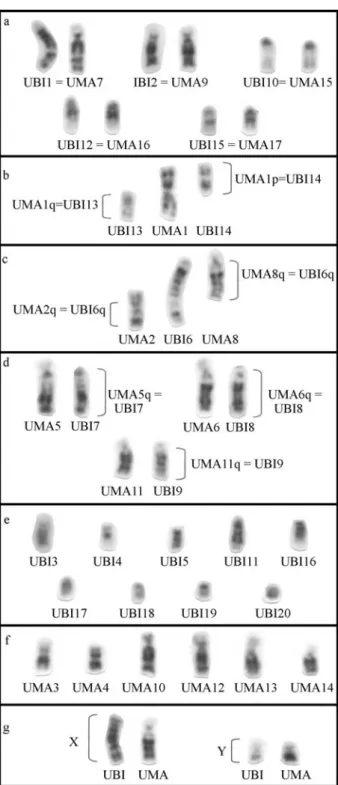 Figure 4 - Karyotypic comparison between Uroderma bilobatum (UBI) and U. magnirostrum (UMA)