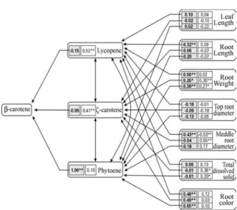Figure 2 - Causal diagrams reflect the interrelationships between β-caro- β-caro-tene and the primary explanatory variables (lycopene, ζ-carotene and phytoene) and the secondary explanatory variables (leaf length, root length, root weight, top and middle r