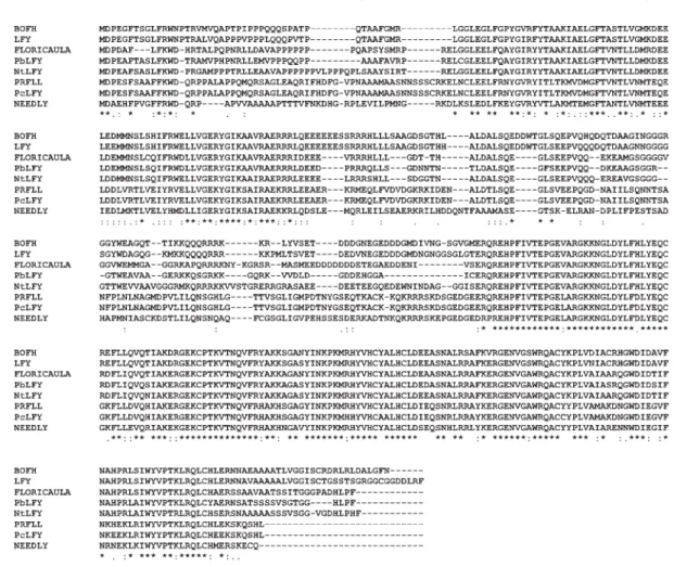 Figure 2 - Alignment of deduced amino acid LFY-like complete sequences with PcLFY. Sequences include: NEEDLY and PRFLL from radiata pine (Mouradov et al., 1998; Mellerowicz et al., 1998); PbLEAFY: LFY-like protein of Populus balsamifera (GenBank accession 