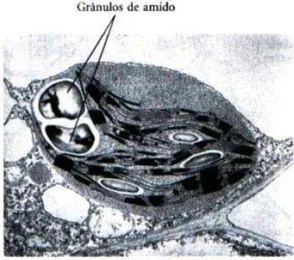 Figura 2. Microfotografia eletrônica dos grânulos de amido (LEHNINGER, 2002). 