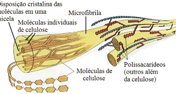 Figura 4. Representação do complexo de macrofibrilas (FARABEE, M.J., 2002, modificado).