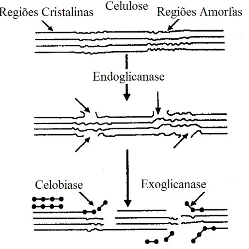 Figura 6. Complexo enzimático que degrada a celulose. Fonte: (DA SILVA; FRANCO; GOMES, 1997,  modificado)