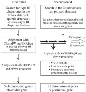 Figure 1 - Schematic representation of the two strategies used to search the Xanthomonas axonopodis pv citri genome for potential type III chaperone genes