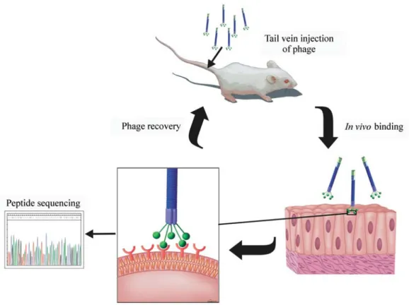 Figure 2 - In vivo use of phage libraries. Initially the phage library is injected in the circulation