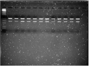 Figure 5 shows the control reactions for DNA con- con-tamination in the total RNA samples.