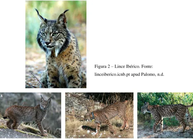 Figura 3 – Diferentes padrões de pelagem: fino (A), intermédio (B) e grosso (C). Fonte: Simón et al., 2012, p