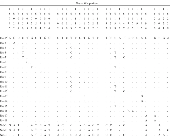 Table 1 - Polymorphic nucleotide sites observed in Brangus-Ibagé and Nellore cows. Only one animal of each haplotypes is presented.