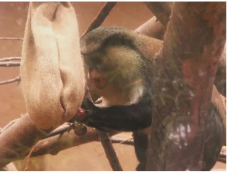 Figura 2 - Macaco mona a interagir com o saco de serapilheira  (Imagem gentilmente autorizada  pelo Zoo da Maia)  