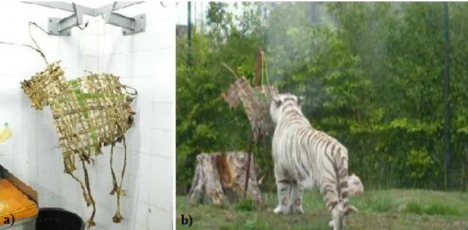 Figura 8 - a) manequim pronto b) tigre a exibir comportamento de cheirar  (Image m gentilmente  autorizada pelo Zoo da Maia)  