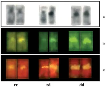 Figure 7 - Chromosomes of Hoplias malabaricus from the Iguaçu River, showing the associated heterochromatin/NOR polymorphism on pair n.