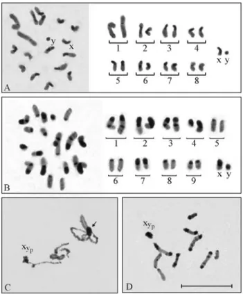 Figure 1 - CH distribution pattern in spermatogonial metaphases of I.
