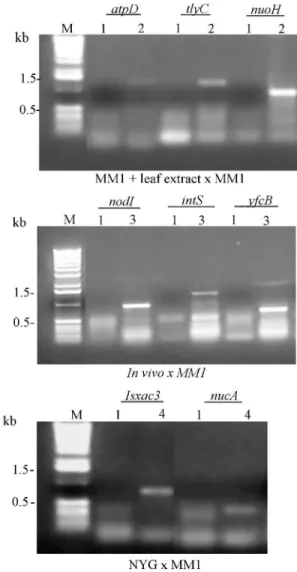 Table 2 - Differentially expressed genes, regulated in the complex medium NYG detected by cDNA RDA.
