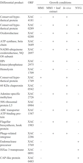 Table 3 - RT-PCR results for the 17 selected genes using cDNA of the bacterium grown in MM1, MM1 + leaf extract, in vivo and in NYG.