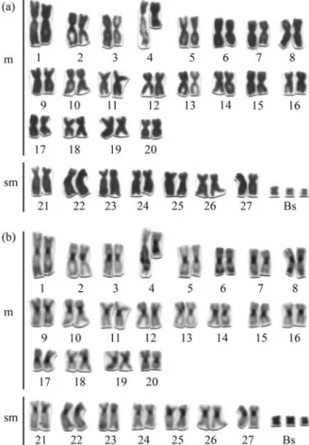 Figure 1 - Karyotypes of Prochilodus lineatus from Dourada Lagoon. (a) standard karyotype with conventional Giemsa staining and (b) karyotype showing C-bands